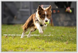 border collie speedy dream