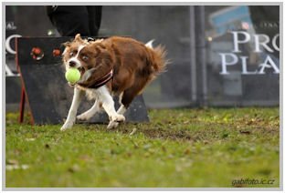 border collie speedy dream