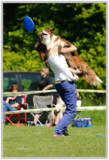 border collie speedy dream