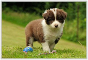 border collie speedy dream