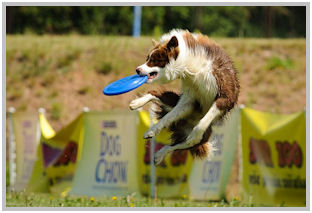 border collie speedy dream