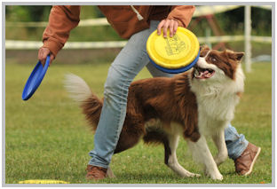 border collie speedy dream