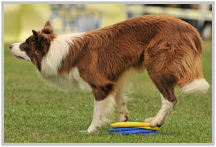 border collie speedy dream