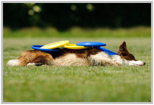 border collie speedy dream