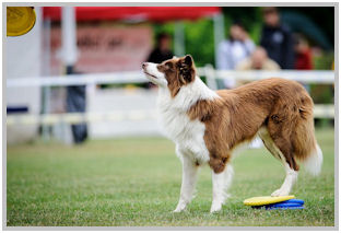 border collie speedy dream