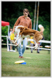 border collie speedy dream