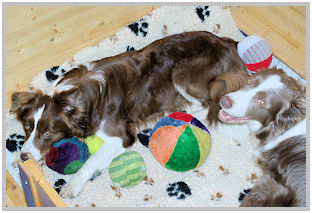 border collie speedy dream