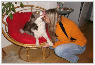 border collie speedy dream