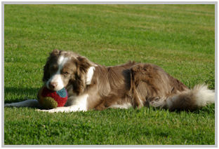 border collie speedy dream