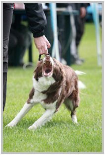 border collie speedy dream