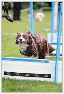 border collie speedy dream