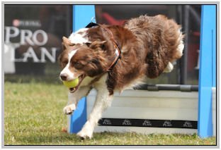 border collie speedy dream