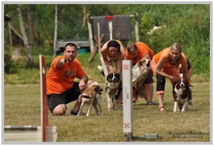 border collie speedy dream