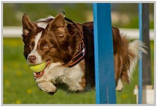 border collie speedy dream