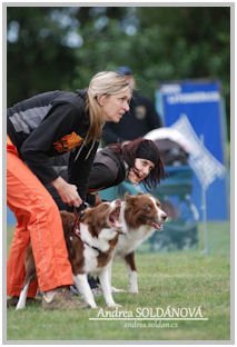 border collie speedy dream