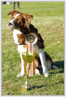 border collie speedy dream