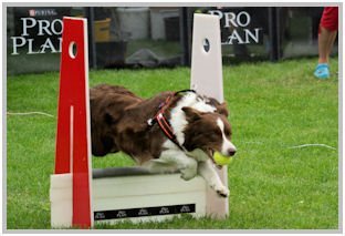 border collie speedy dream